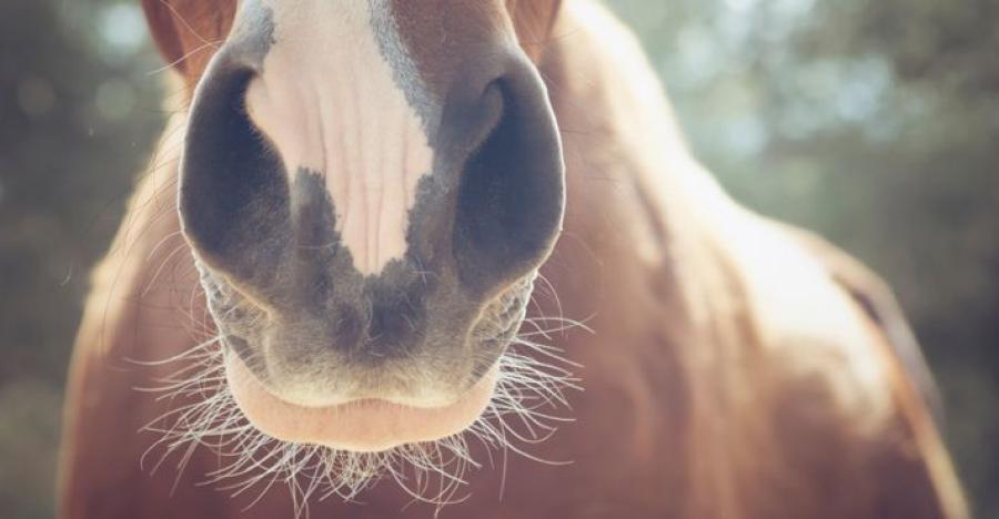 Foto: Adobe Stock