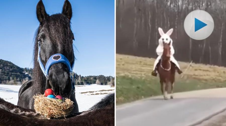 Påsken är här och vi önskar alla våra läsare en trevlig och hästig helg! Har ni tur kanske det ligger några påskägg i stallet under helgen ...