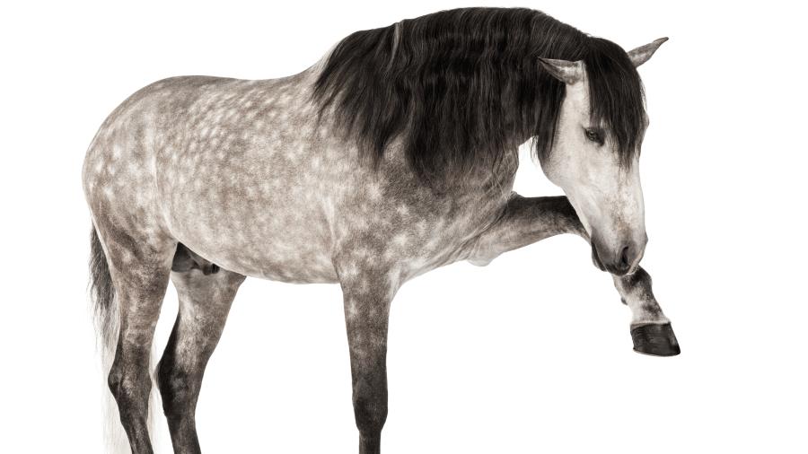 Kan AI bedöma hältor bättre än det mänskliga ögat?