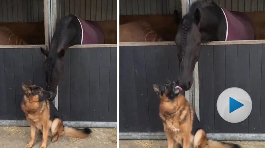 Visst är det häftigt hur djur kan förstå varandra, även när de är olika? Som den här frieserhästen, vars bästa vän är en hund.