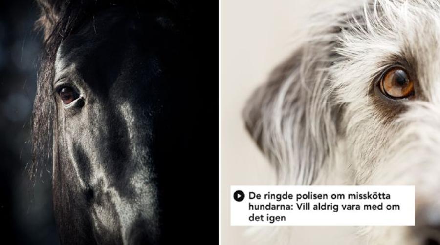 Bilderna har inget med händelsen att göra. Foto: Adobe Stock