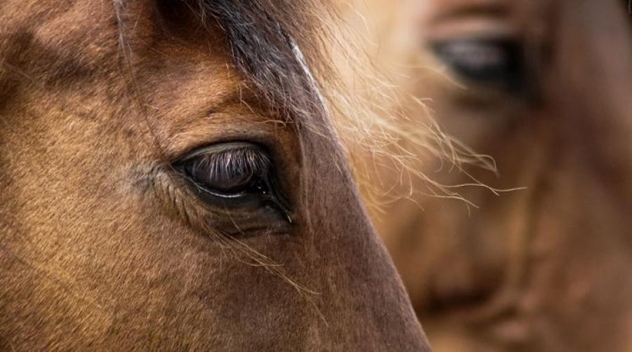 Arkivfoto: Adobe Stock