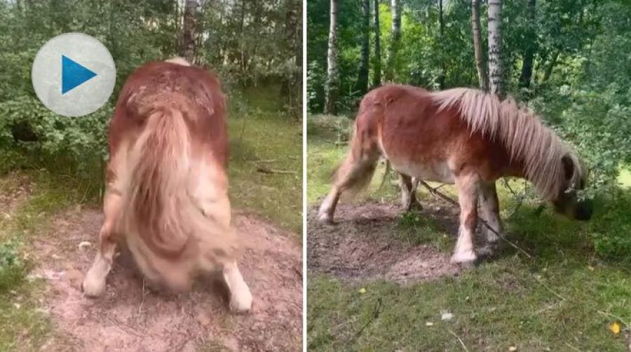 Har ni sett en dansande shetlandsponny någon gång? 23-årige Atlas har hittat den perfekta pinnen att klia sig på i hagen.