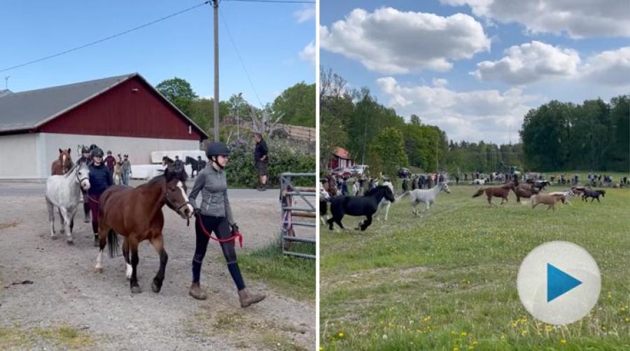 <p><span>Vi kan inte låta bli att dela Kristian von Krusenstiernas klipp från Ågesta ridskola. En härlig tradition som vittnar om att sommaren nästan är här.