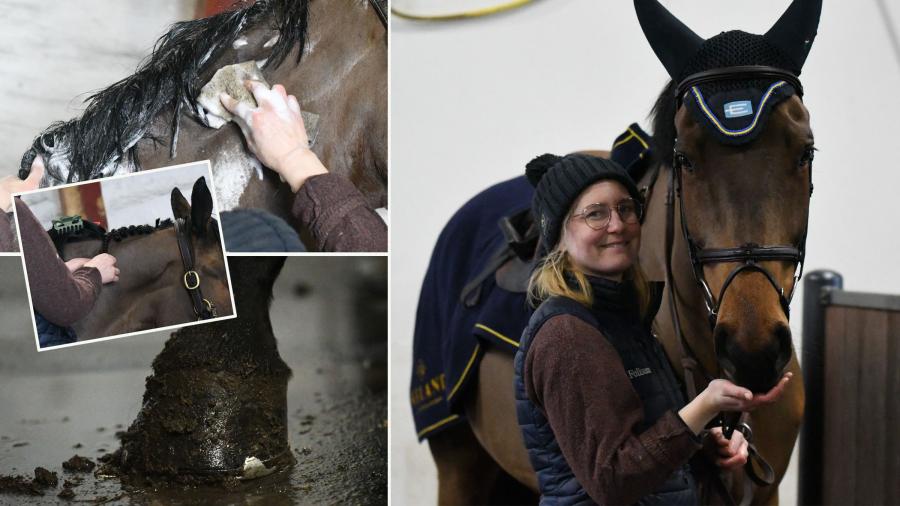 Piffa hästen från topp till tå