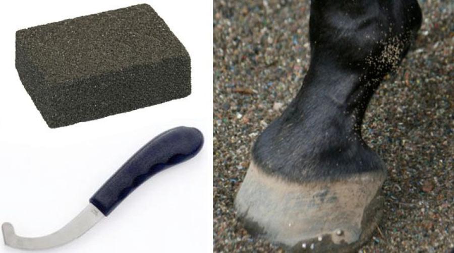 Flyg fula fluga flyg – så får du bort äggen