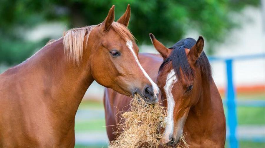 Foto: Adobe Stock