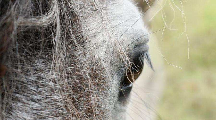 Foto: Adobe Stock