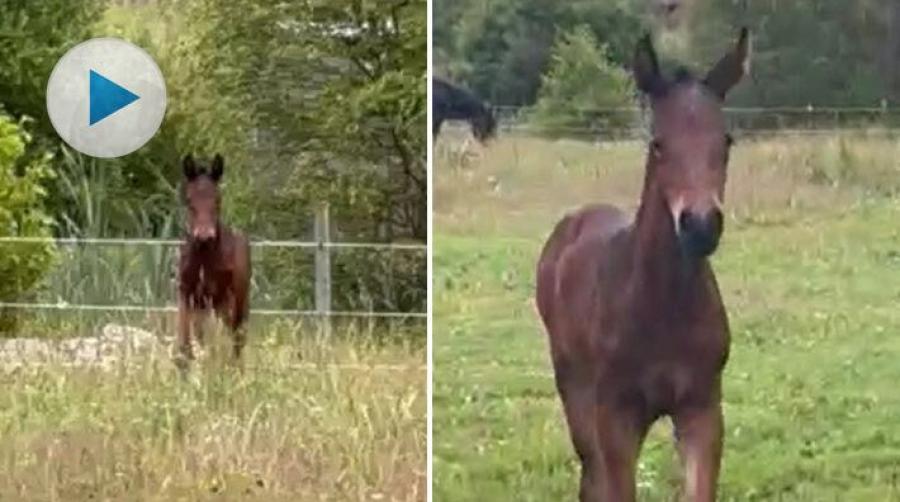 När matte Emmy Bergh ropar så svarar fölet Cassie B glatt och kommer springandes i full galopp. Här berättar ägaren mer om sin ögonsten.
