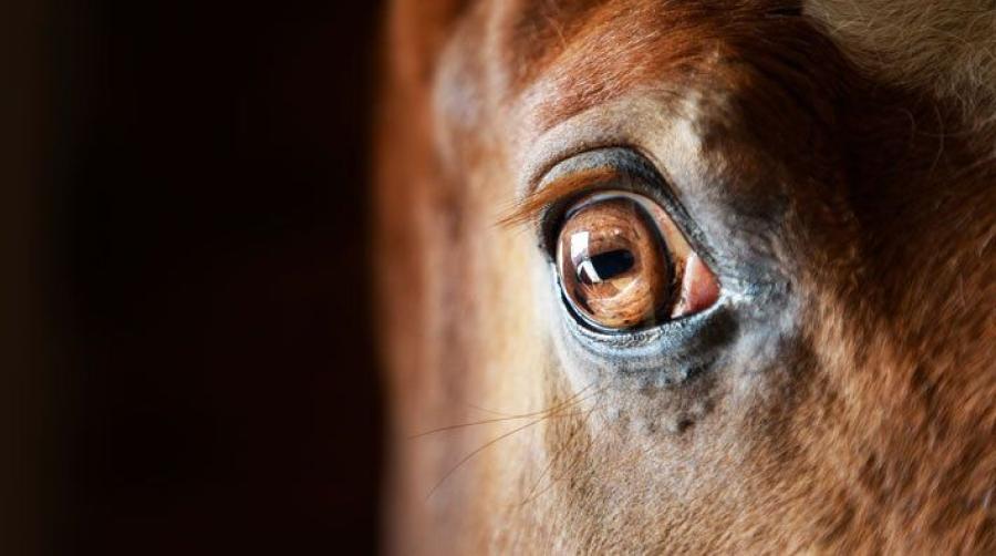 Foto: Adobe Stock