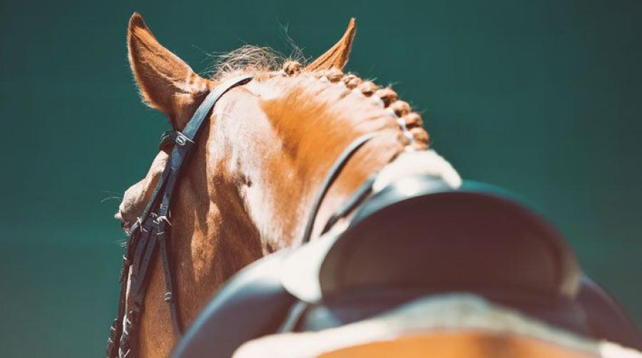 Foto: Adobe Stock
