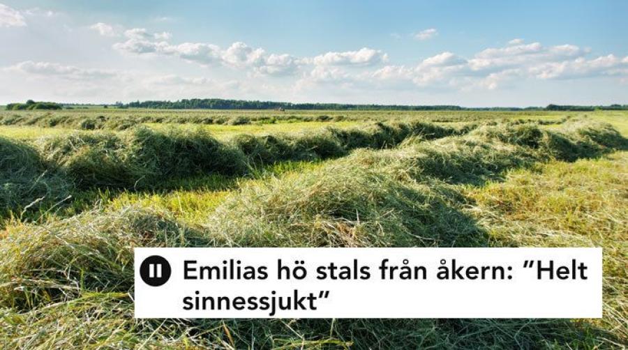 Foto: Adobe Stock