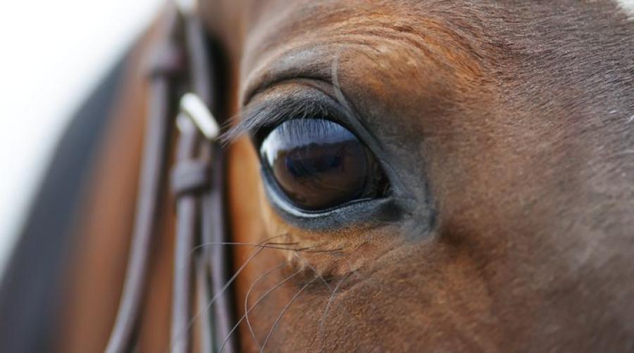 Foto: Adobe Stock
