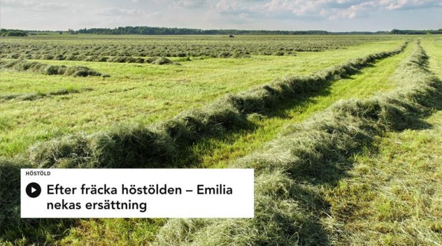 Foto: Adobe Stock