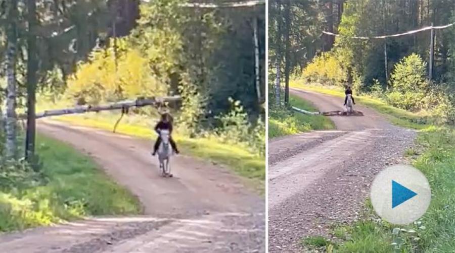 Elin Tyskhagen och ponnyn Smokie hade änglavakt på uteritten. När de galopperade uppför backen föll plötsligt ett träd mitt framför dem.