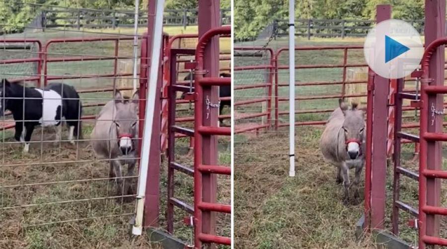 Varför springa när man kan låta bli