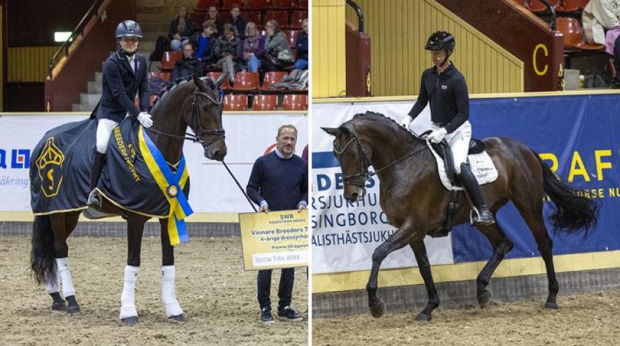 Verdesse II VH vinnare av fyraårsfinalen: "Herregud, det är en fantastisk häst"