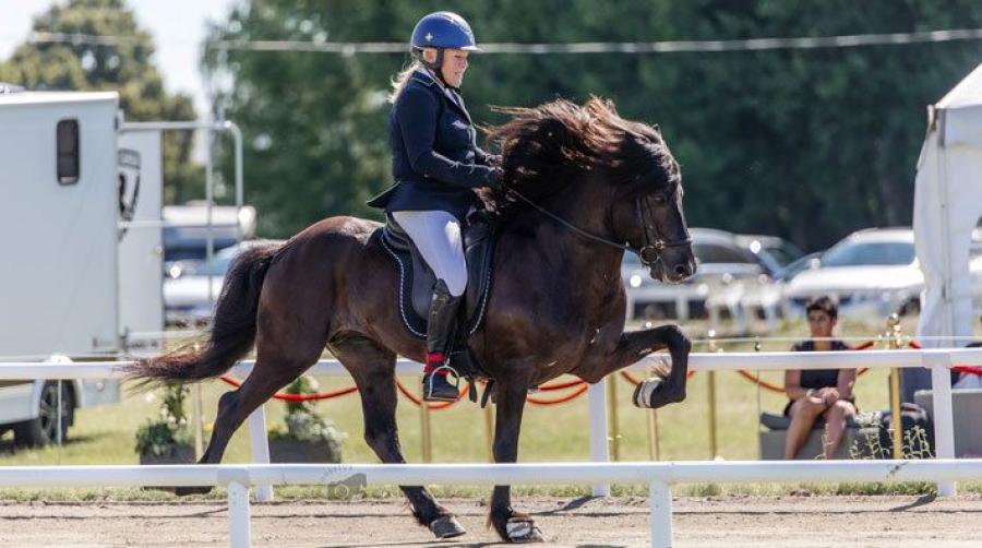Ylva Hagander kommer för att tävla, här syns hon och Vogur från Fors Gård. Foto: Sabina Svenningsson/Photohestur