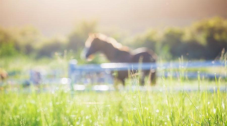 Arkivfoto: Adobe Stock