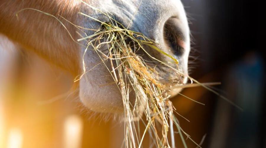 Foto: Adobe Stock