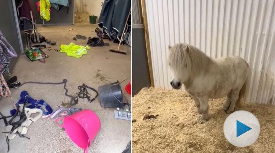 När shetlandsponnyn Bruno får bestämma i stallet ska alla saker ligga framme. Men när matte frågar vem som stökat ner ser han oskyldig ut.