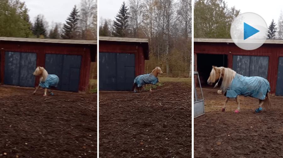 När det placerats ut en ny höbal i hagen