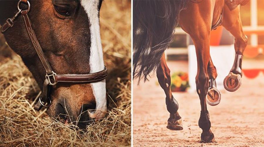 Arkivfoto: Adobe Stock