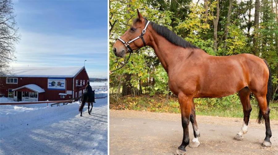 Ibiza räddade kompisen – kan bli Årets ridskolehäst