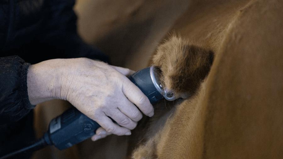 Tänk på hästens behov innan du väljer typ av klippning
