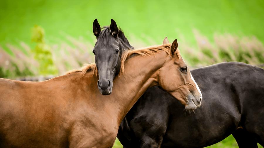 Är kloning framtiden? Experten besvarar våra frågor