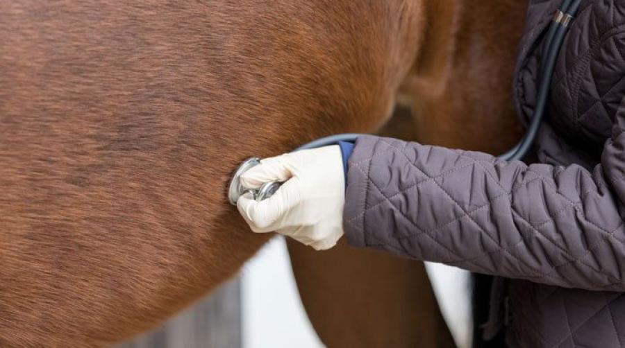 Bestred distriktsveterinärernas fasta avgifter – fick delvis rätt hos ARN
