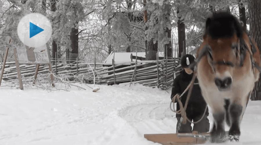 Gotlandsrusset Helge fixar snöröjningen