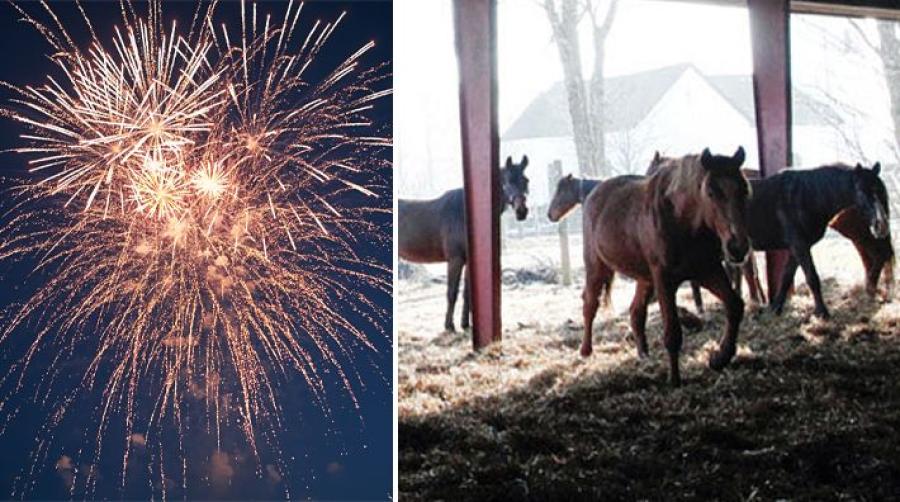 Foto: Adobe Stock och Ida Röök