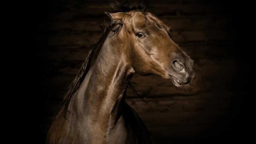 Etologen om "problemhästar": – Hästen försöker säga att något är fel och det är vårt uppdrag att hjälpa