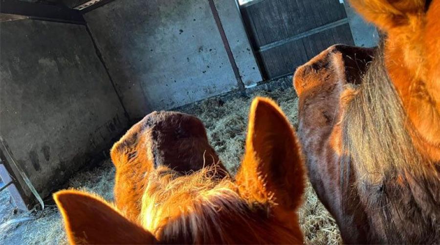 Två av stuteriets hästar. Foto: Privat