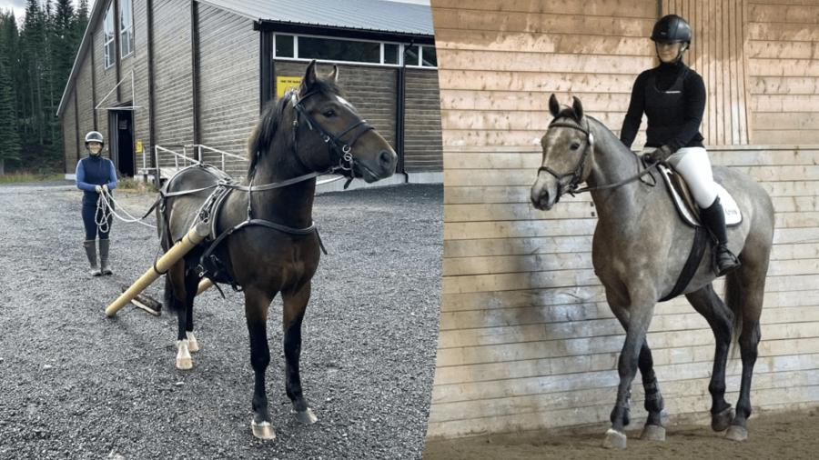Unghästens möte med bommar och vagn: – Trygghet, självförtroende och motivation är de viktigaste faktorerna