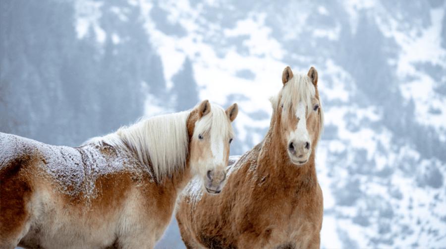 Foto: Adobe Stock
