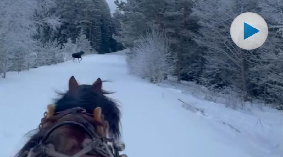 Ibland dyker det upp oväntat besök när man är i skogen – och precis det fick Peter Karlsson erfara under en snöig slädtur här om veckan.