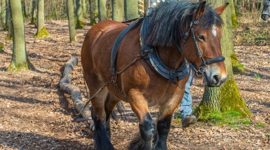 Fotot är taget i ett annat sammanhang. Foto: Adobe Stock