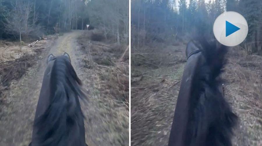 Häng med världsettan på galopp i skogen